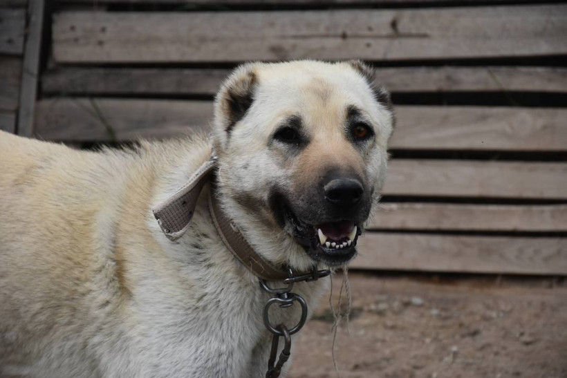 İklim krizi Kangal köpeklerini de etkiledi: Doğum oranı yüzde 50 düştü - Resim: 4